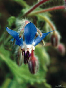 Growing Borage for Bees Image